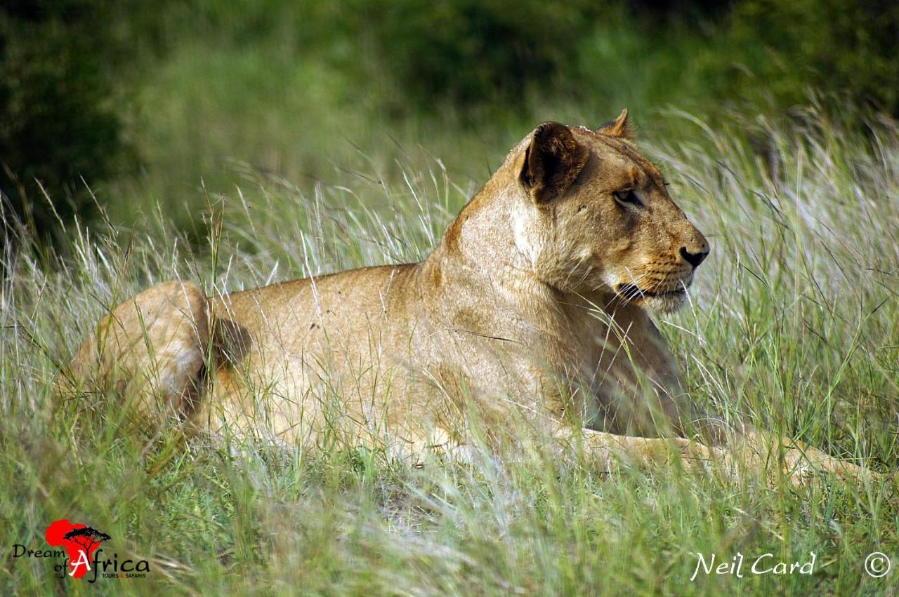 Dream Of Africa Bush Lodge Marloth Park Exteriér fotografie